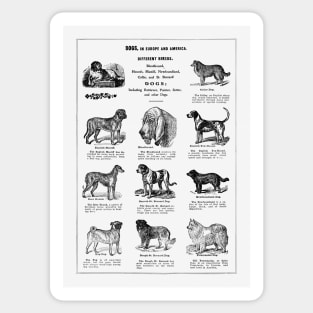 Dog Breeds 1915 Sticker